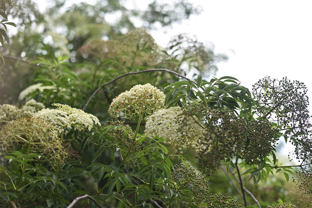 Sambucus 西洋接骨木 面議 Taiwan Bonsai 萬相藝樹